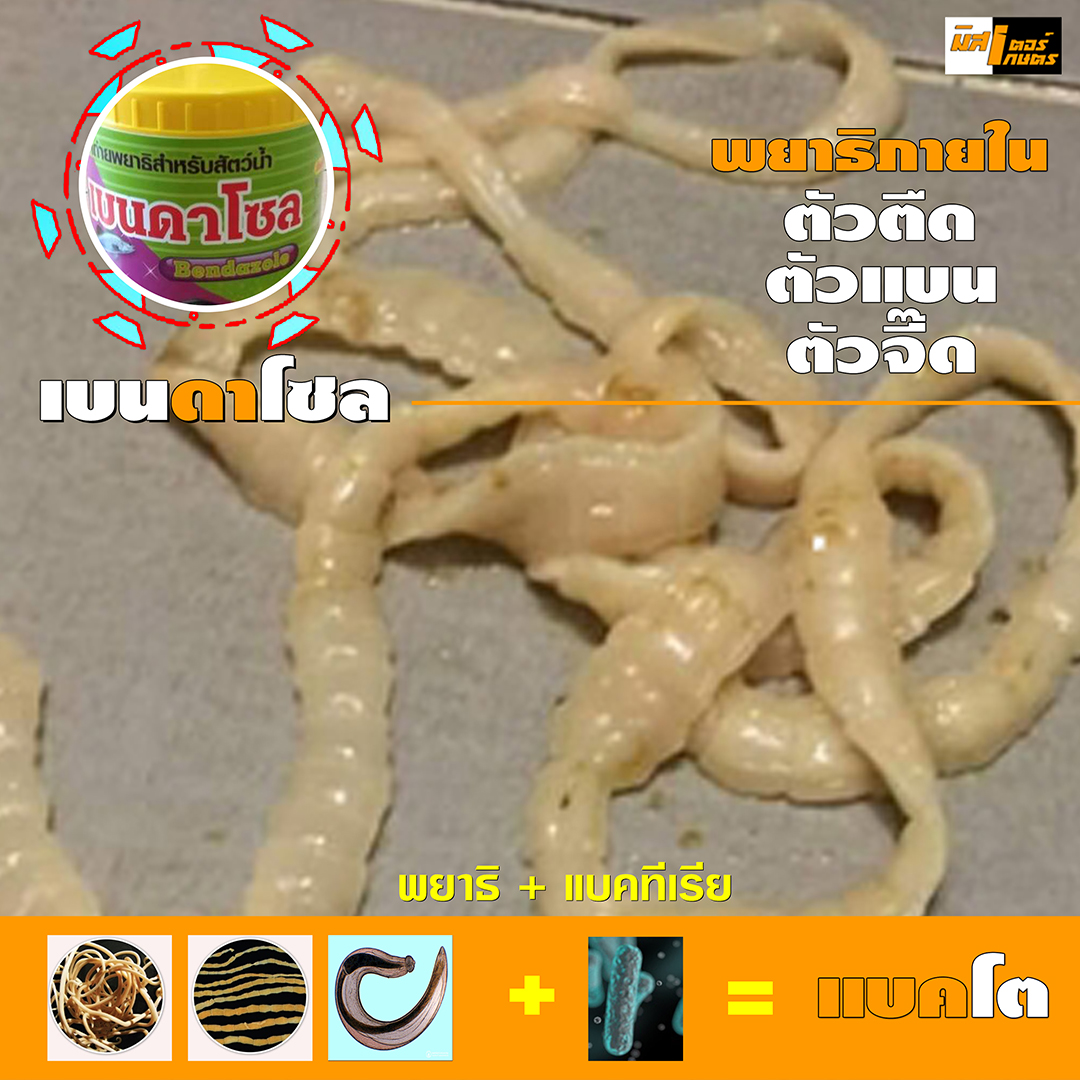 เบนดาโซล ยาถ่ายพยาธิภายในสัต์น้ำ